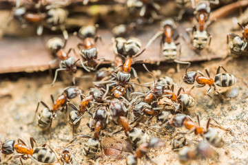 Swarm Colony Of Ants Searching For Food
