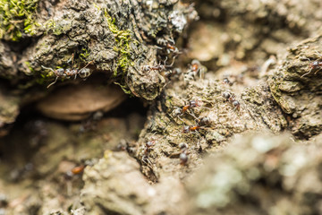 Swarm Colony Of Ants Searching For Food