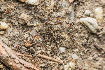 Swarm Colony Of Ants Searching For Food
