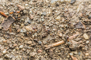 Swarm Colony Of Ants Searching For Food