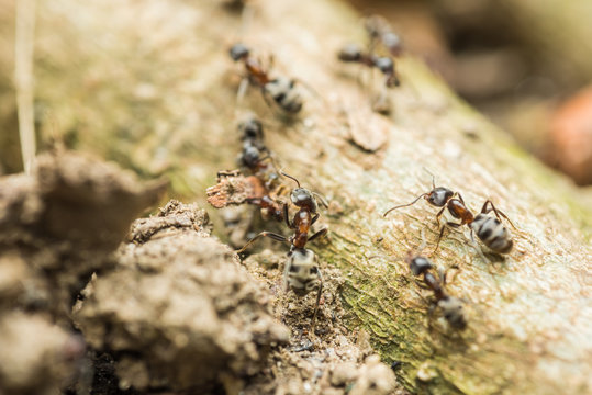 Swarm Colony Of Ants Searching For Food