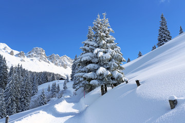 Fototapeta premium Winterwanderweg mit Tannen