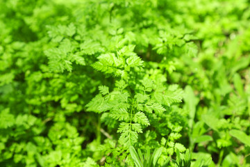 Green plants outdoors