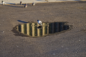 Taube trinkt aus einer Pf&uuml;tze 01