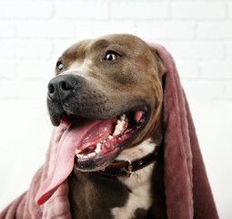 Cute dog lying on sofa, on home interior background