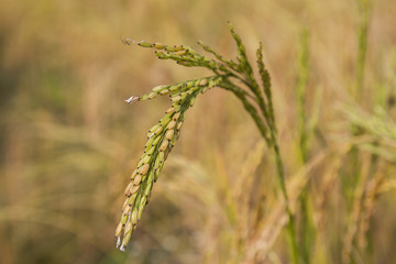 Fototapeta premium Blade of Nepalese rice fields.