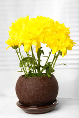 Beautiful chrysanthemum in pot on windowsill