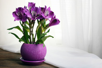 Beautiful alstroemeria in pot on fabric background