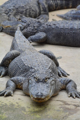 crocodiles