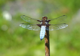Blaue Libelle