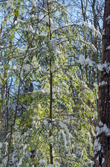 Fototapeta premium Winter forest
