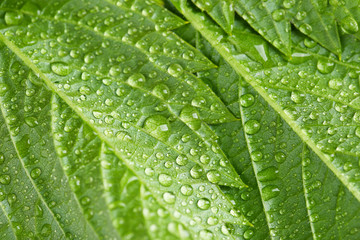 Beautiful green leaves with water drops close up