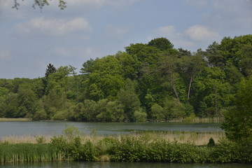 La végétation luxuriante à l'étang du Gris Moulin à la Hulpe