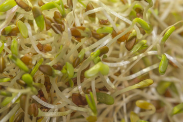 Alfalfa Sprouts