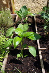 carré potager