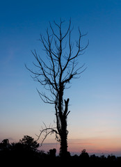 The silhouette of trees in the sunset.