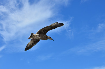 Gaviota volando