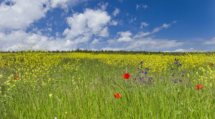 Campo en el norte de Palencia, Aguilar de Campoo.