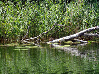 Fototapeta na wymiar Duck on a tree trunk near the river cane thickets