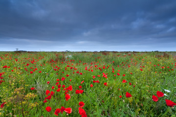 Obraz na płótnie Canvas poppy flower field in summer