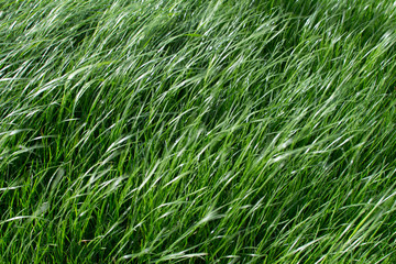 texture grass
