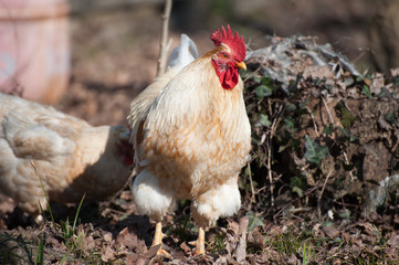 White rooster