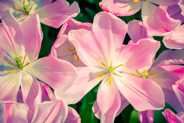 Marvellous tulip flowers in the Keukenhof park