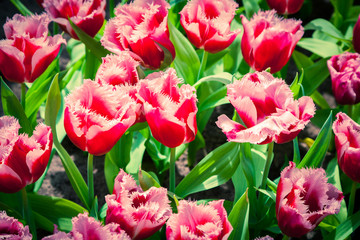 Marvellous tulip flowers in the Keukenhof park