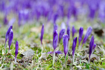 Purple crocus field