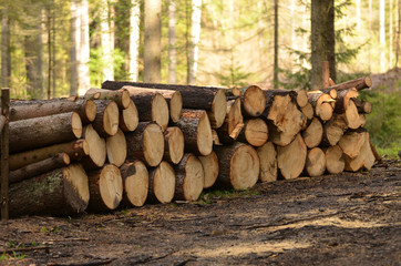 A pile of cut tree trunks in the woods