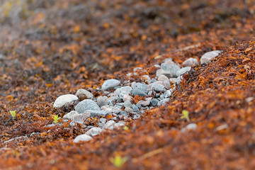 Red dry seaweed with a group of grey stones