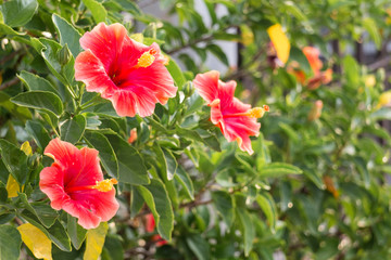 Several red hibiscus flower © buttlefly