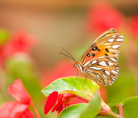  Atlantis Fritillary butterfly with blurred background.