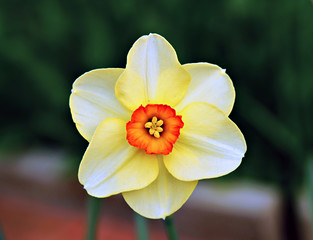Narcissus flower in the garden