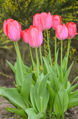 Fototapeta premium Colorful tulips in the garden