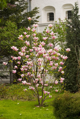Fototapeta na wymiar Blooming magnolia tree. Springtime in Moscow.