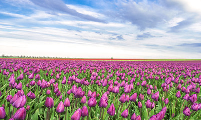 Obraz premium Tulpen