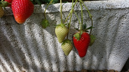 Fragole in vaso