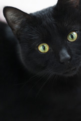Black cat in dark close-up