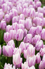 Pink and white tulips