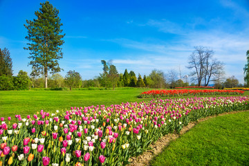 Fototapeta premium Tulips in spring park