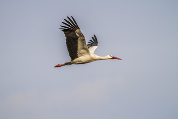 Weißstorch (ciconia ciconia)