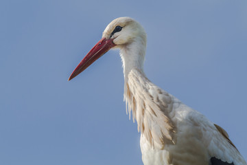 Weißstorch (ciconia ciconia)