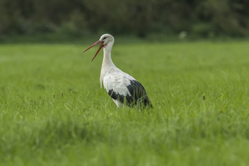 Weißstorch (ciconia ciconia)