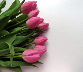 Pink Tulips on a white background
