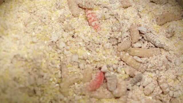 Maggots - fly larva crawling - extreme closeup