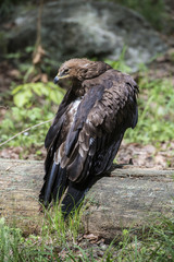 Bussard - Wildlife