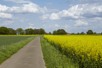 Obraz premium Feldweg mit Rapsfeld