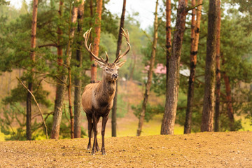 Red deer stag in autumn fall forest