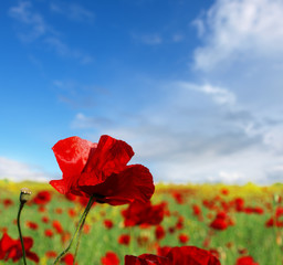 red poppy and wild flowers